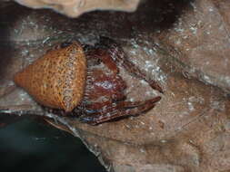 Image of Red Tent Spider