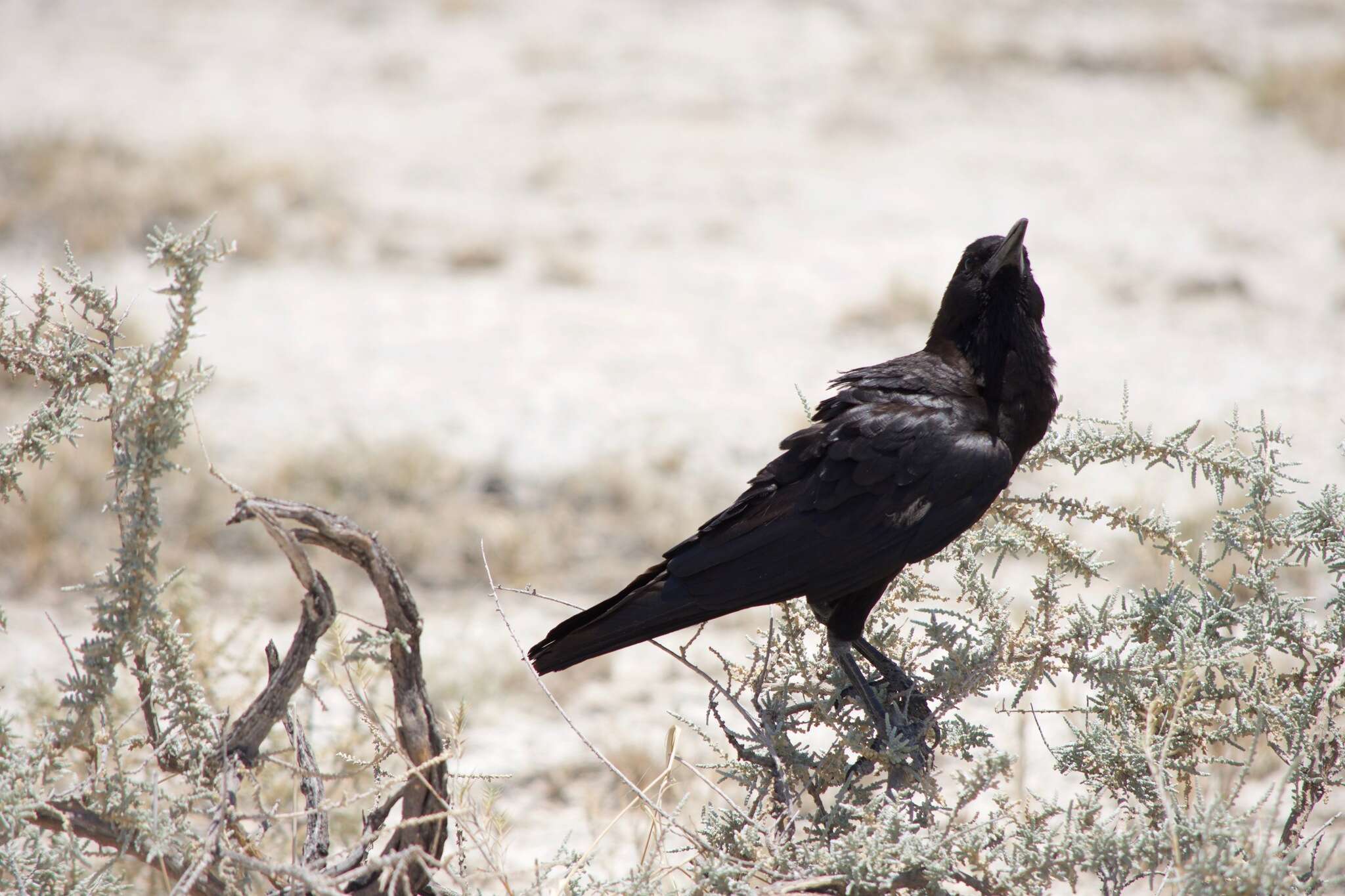 Image of Corvus capensis capensis Lichtenstein & Mhk 1823