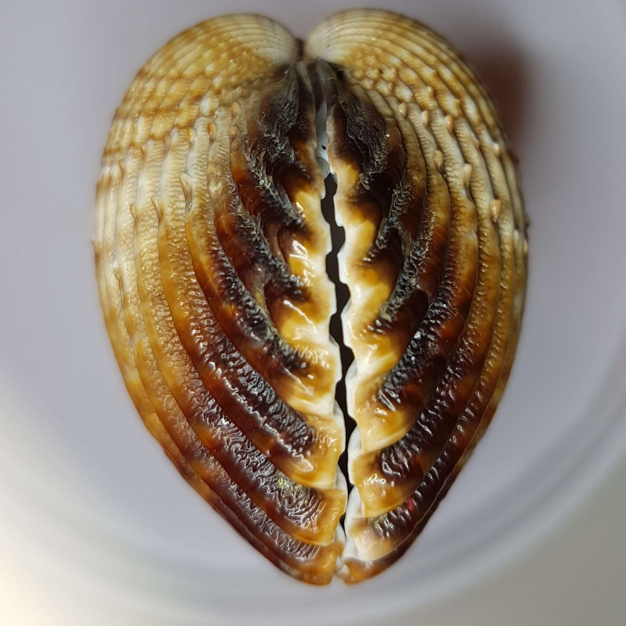 Image of Moroccan cockle