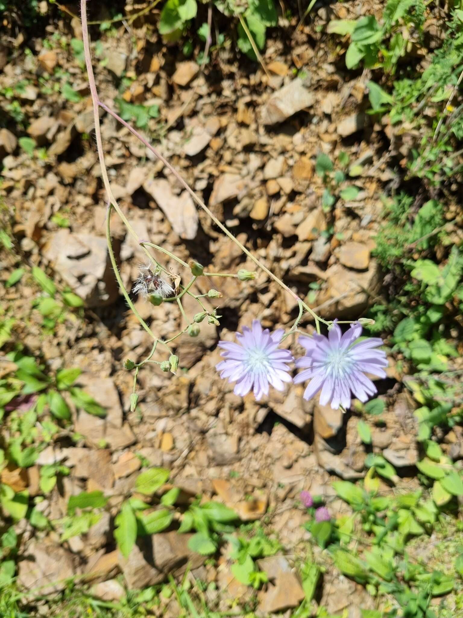 Image of Cicerbita racemosa (Willd.) Beauv.