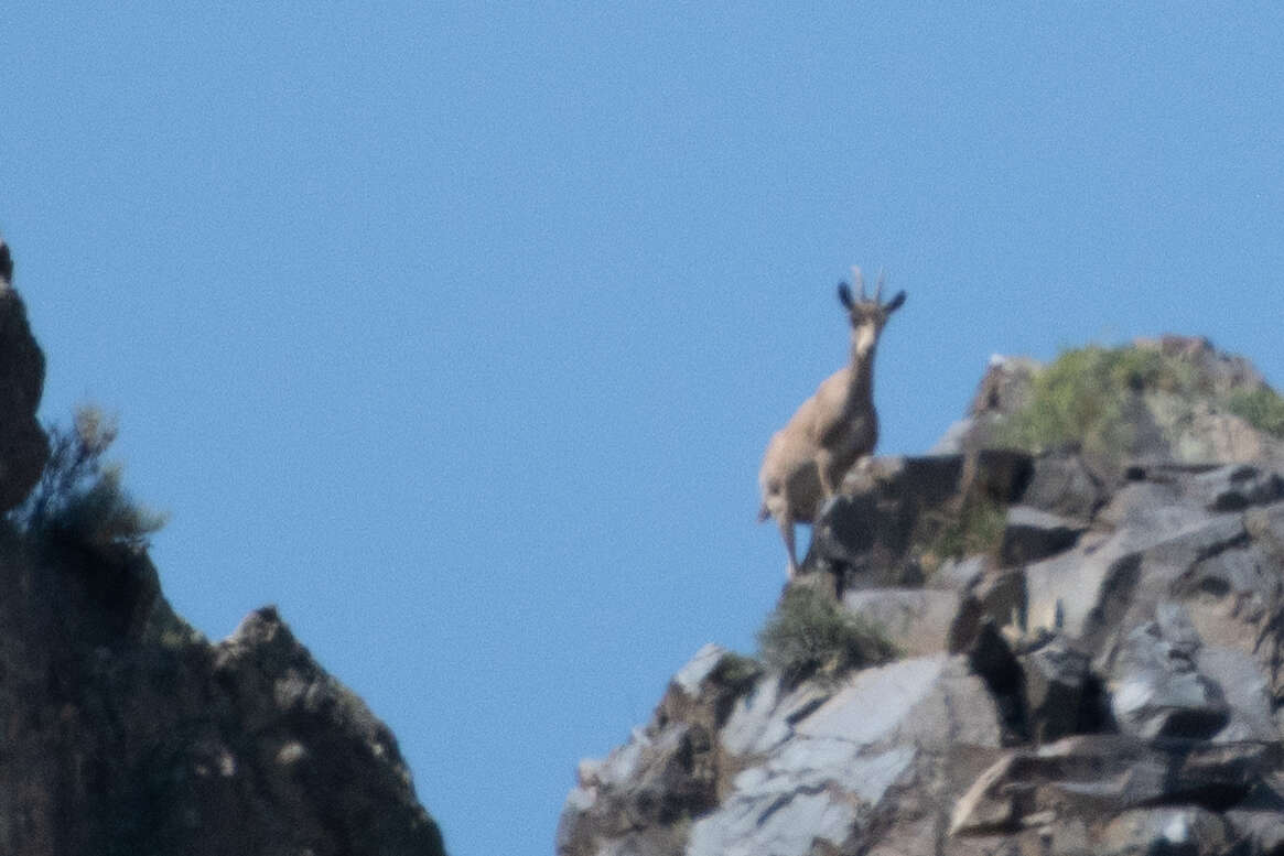 Imagem de Íbex-siberiano