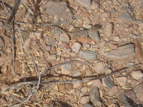 Image of Sonoran Collared Lizard