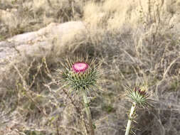 Imagem de Cirsium neomexicanum A. Gray