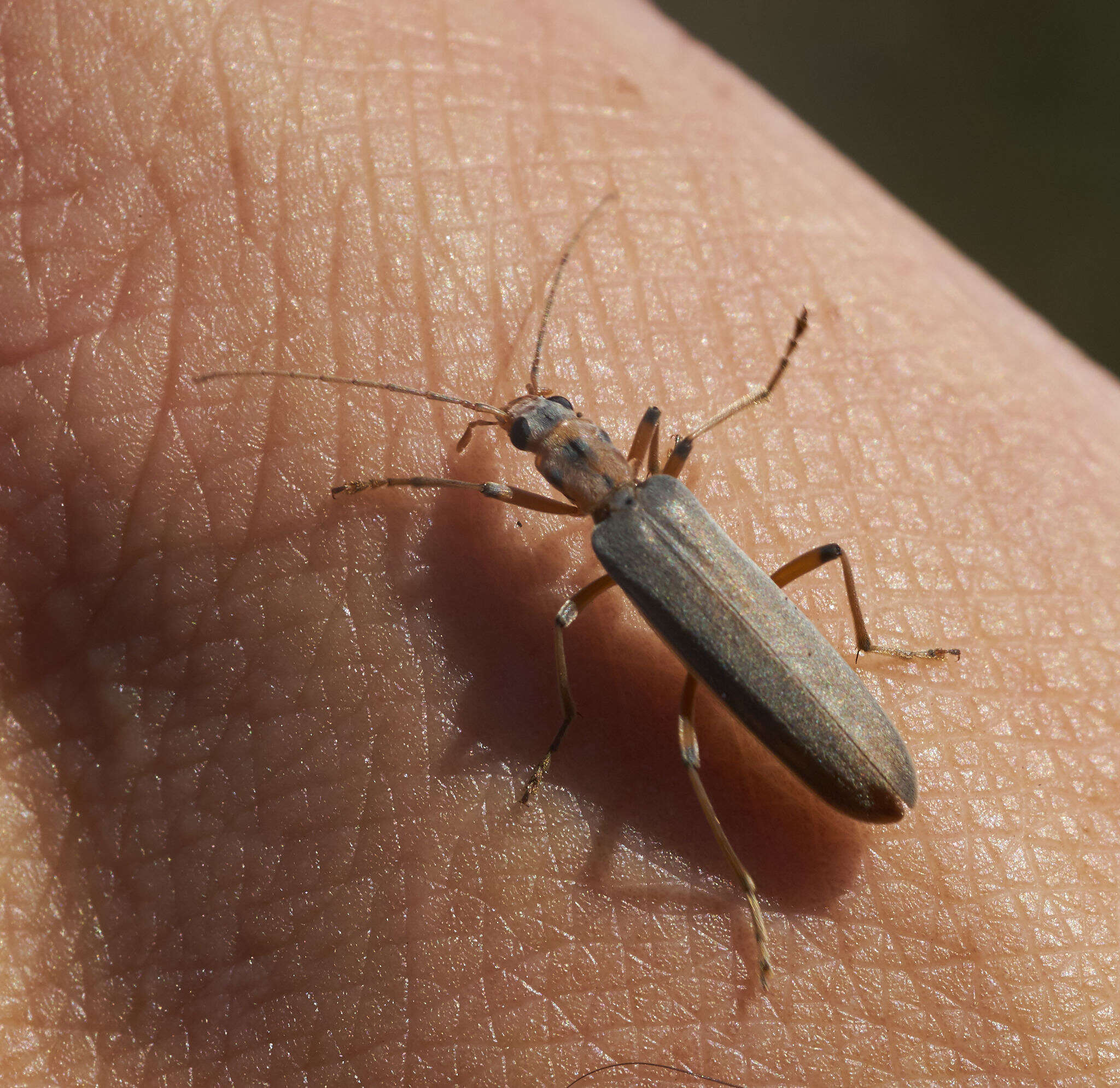 Image of Copidita quadrimaculata (Motschulsky 1853)