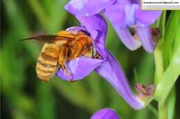 Image de Anthophora deserticola Morawitz 1873