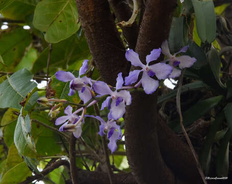 Image of blue orchid