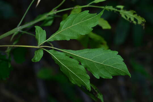 Image of Vitex quinata (Lour.) F. N. Williams