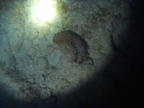 Image of Three-rowed Sea Cucumber