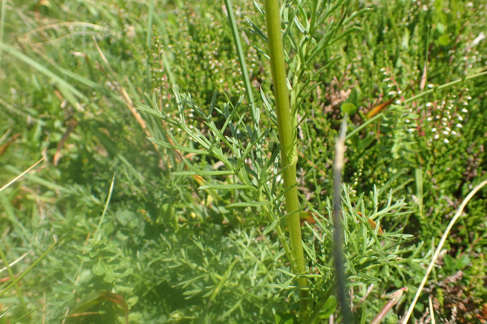 Image of Jacobaea adonidifolia (Loisel.) Pelser & Veldkamp