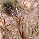 Image of Cymbopogon commutatus (Steud.) Stapf