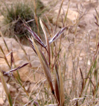 Plancia ëd Cymbopogon commutatus (Steud.) Stapf