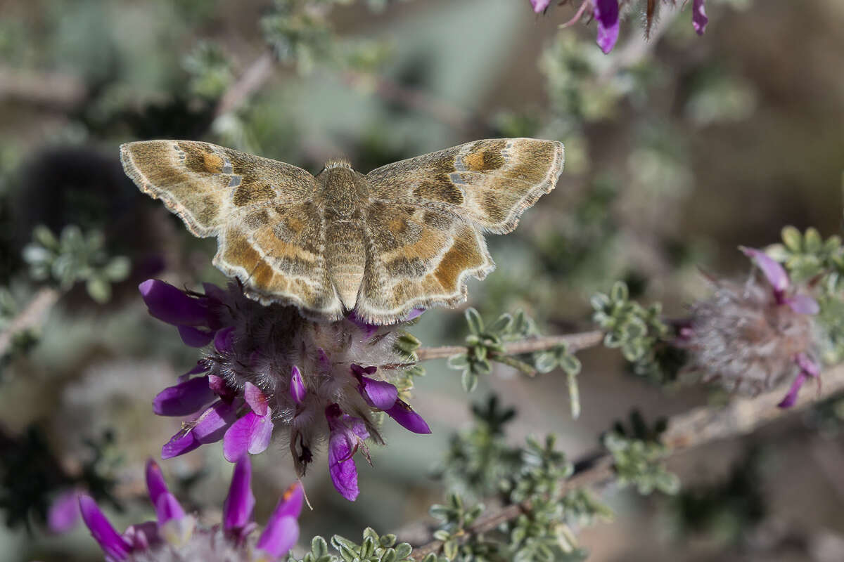 Image of Arizona Powdered-Skipper