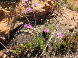 Image of Hilliardiella sutherlandii (Harv.) H. Rob.