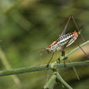 Image of Werner's Bright Bush-Cricket