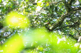 Image of Red-billed Parrot