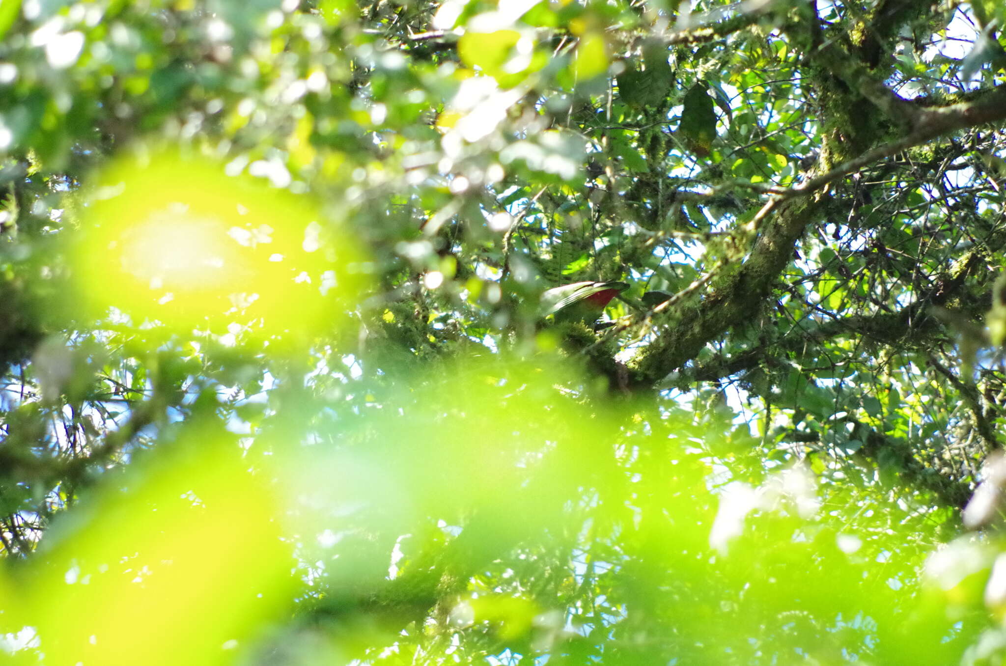 Image of Red-billed Parrot