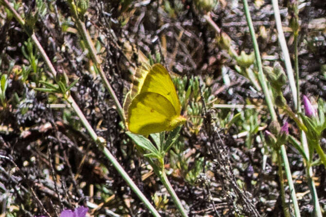 Image of Harford's Sulphur