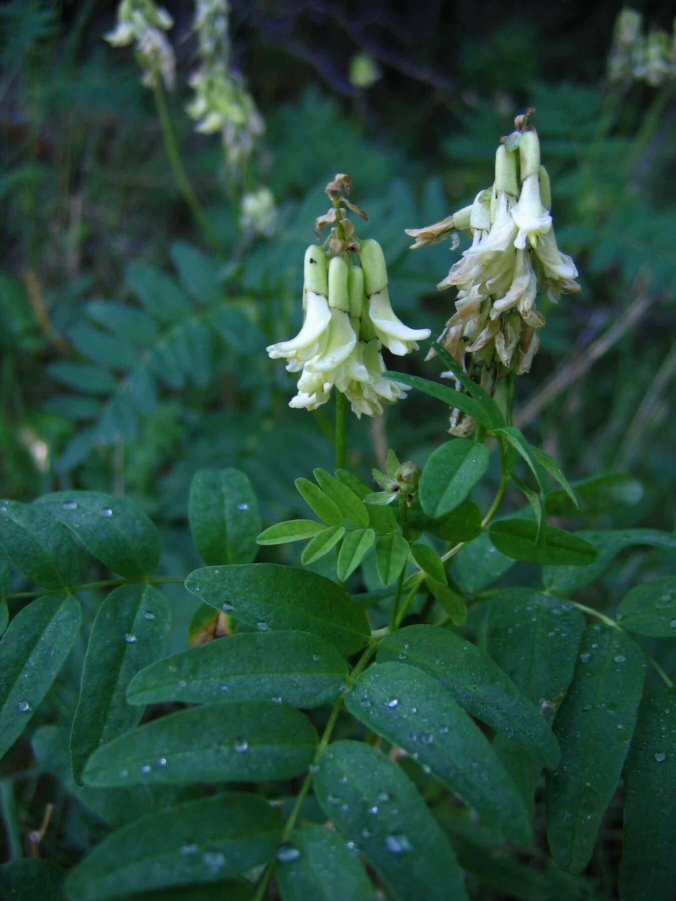 Imagem de Astragalus frigidus (L.) A. Gray