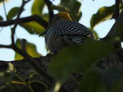 Image of Golden-cheeked Woodpecker