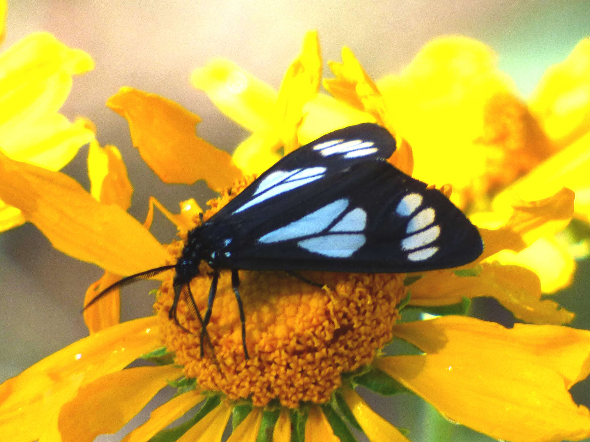 Image of Police Car Moth