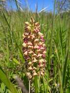 Image of Orchis wulffiana Soó