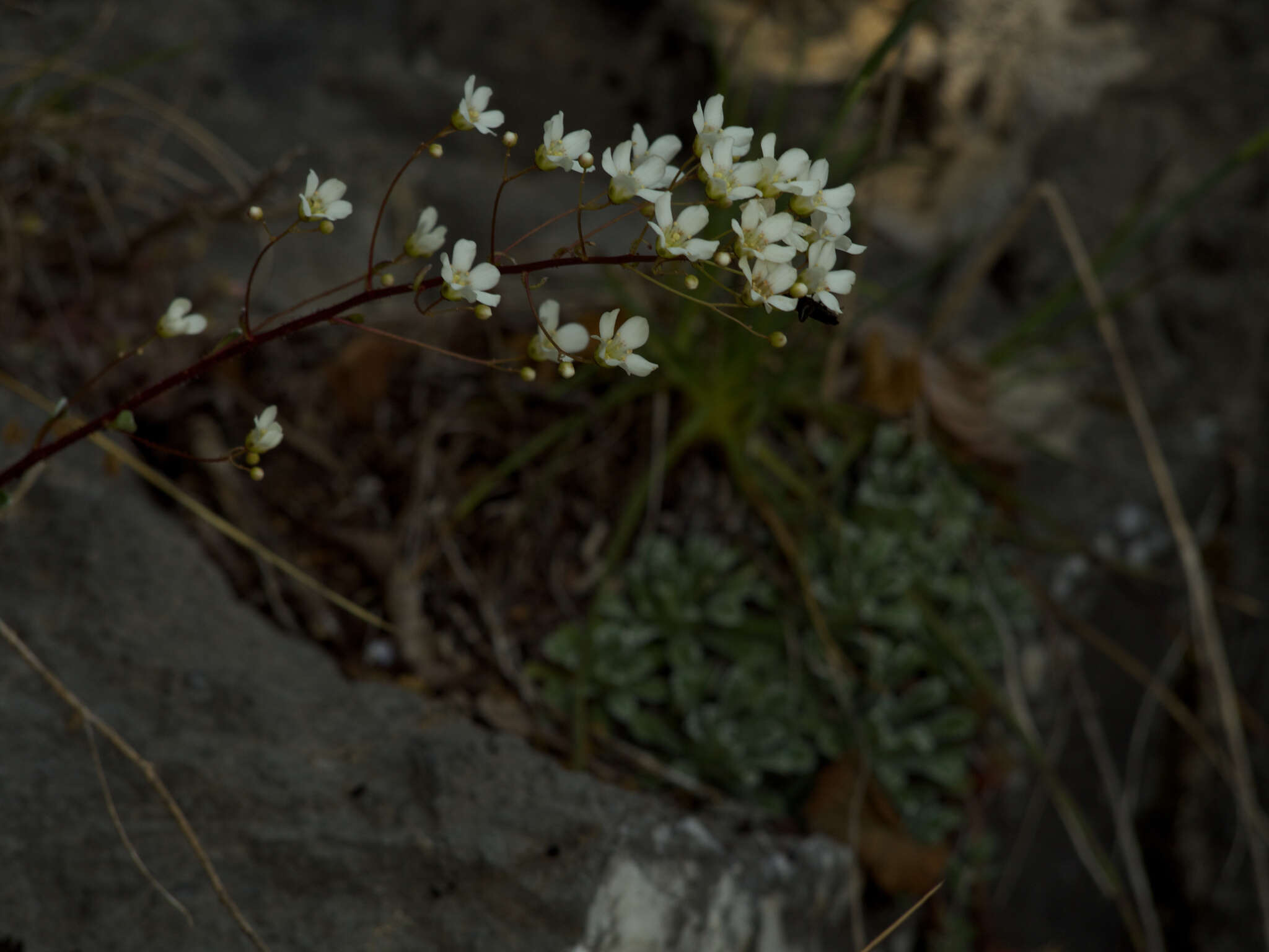 Image of Saxifraga cochlearis Rchb.