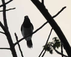 Image of Black-chested Jay