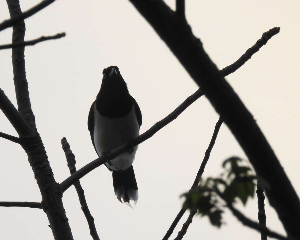 Image of Black-chested Jay
