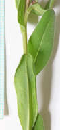 صورة Mertensia brevistyla S. Wats.