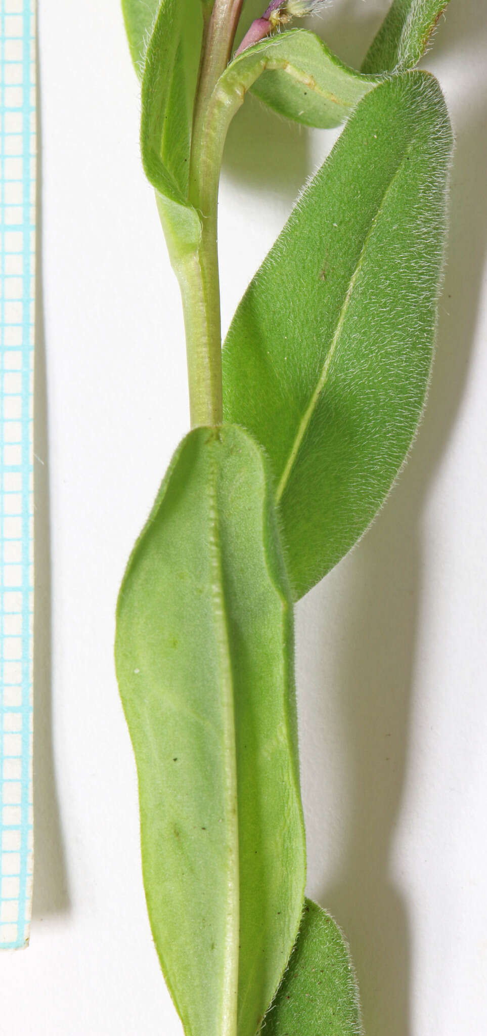 Image of shortstyle bluebells