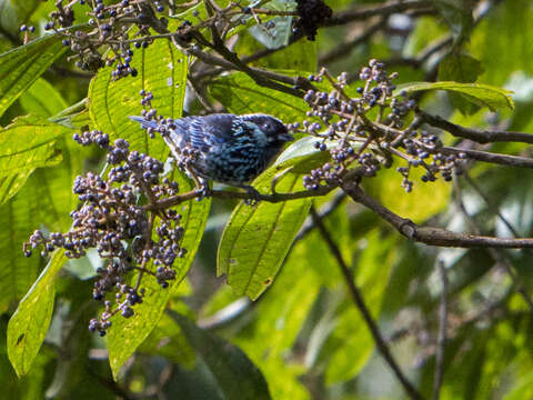 Imagem de Tangara nigroviridis (Lafresnaye 1843)