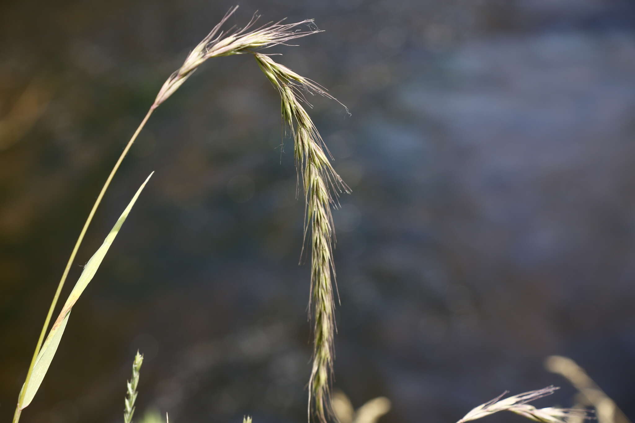 Image of Siberian Wild Rye