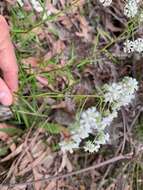 Imagem de Poranthera ericifolia Rudge