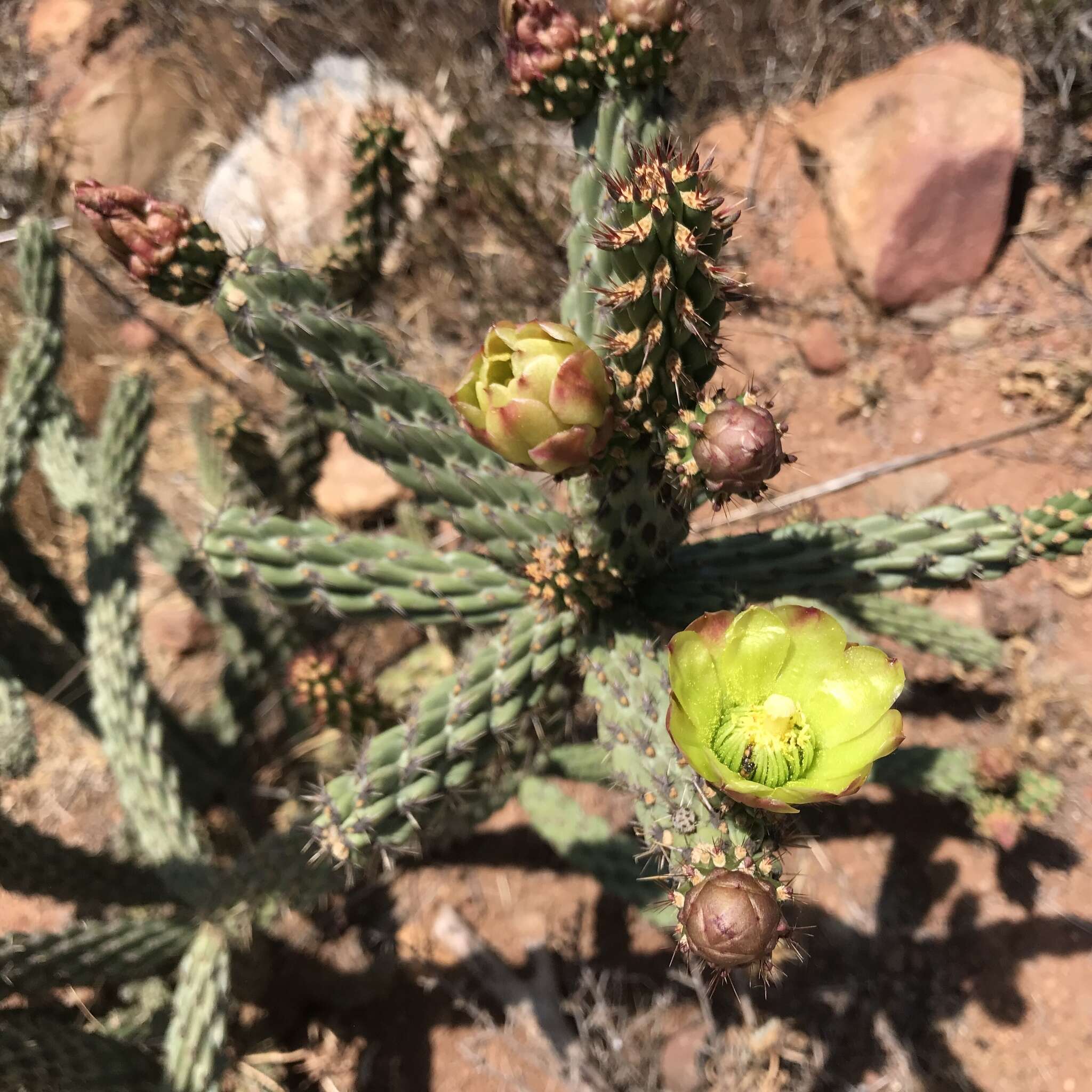 Image of California pricklypear