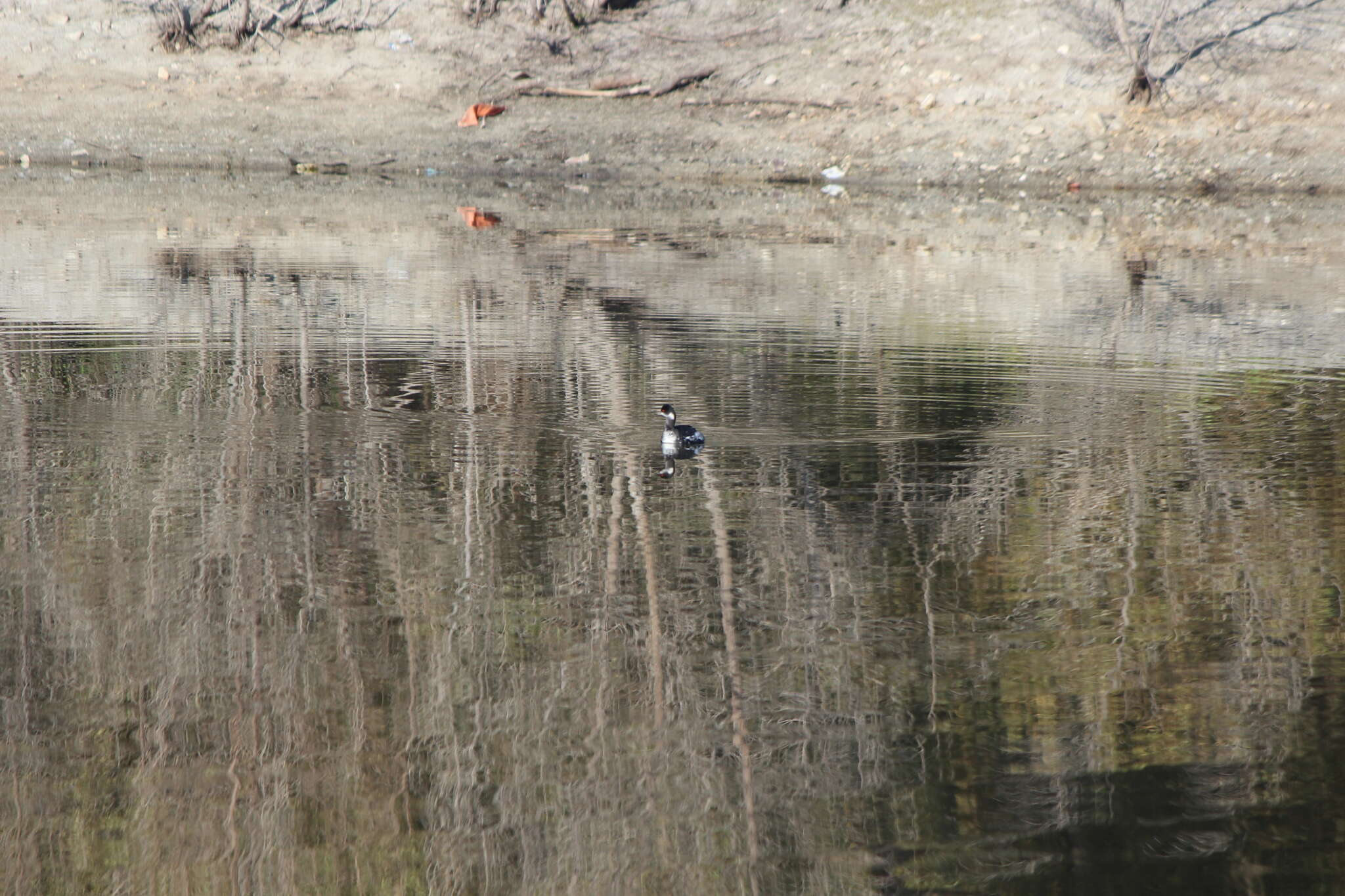 Imagem de Podiceps nigricollis californicus Heermann 1854