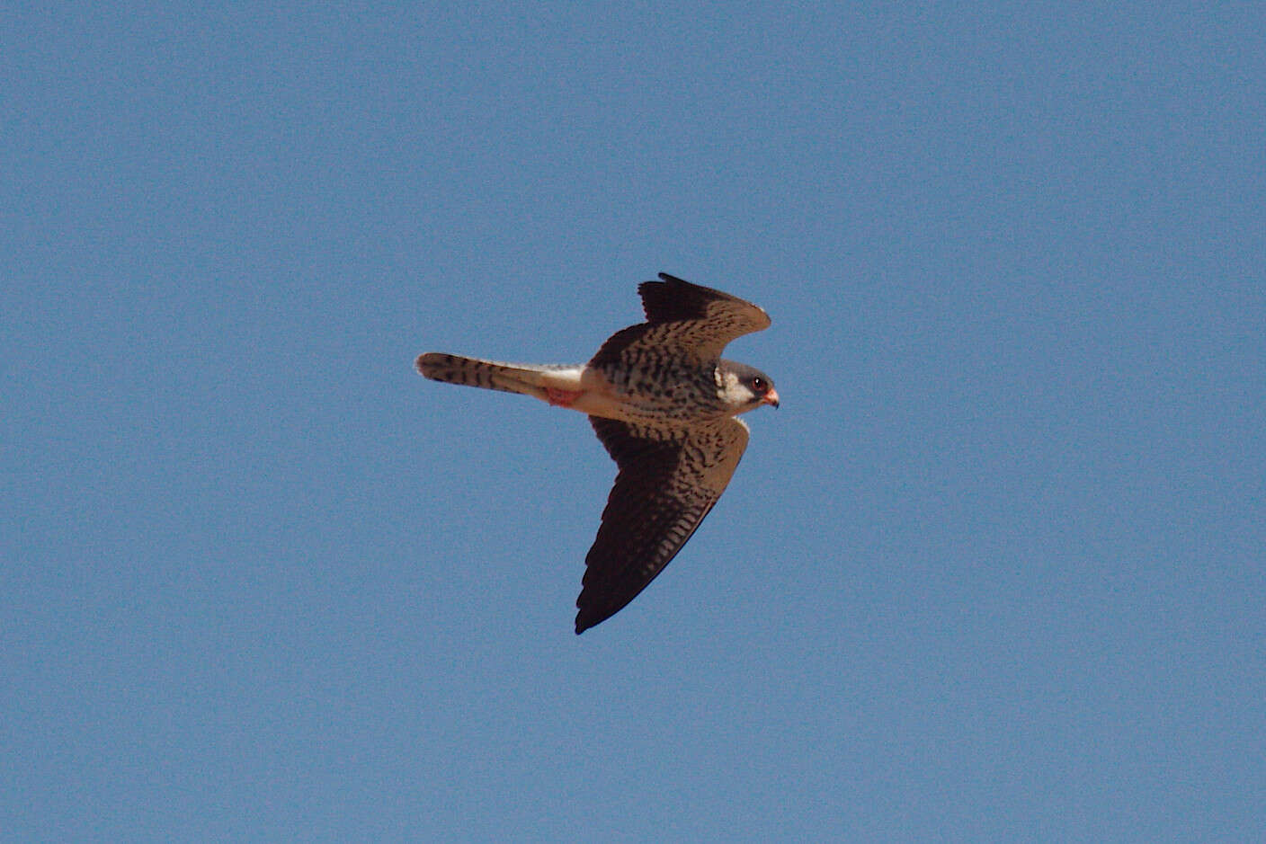 Image of Amur Falcon