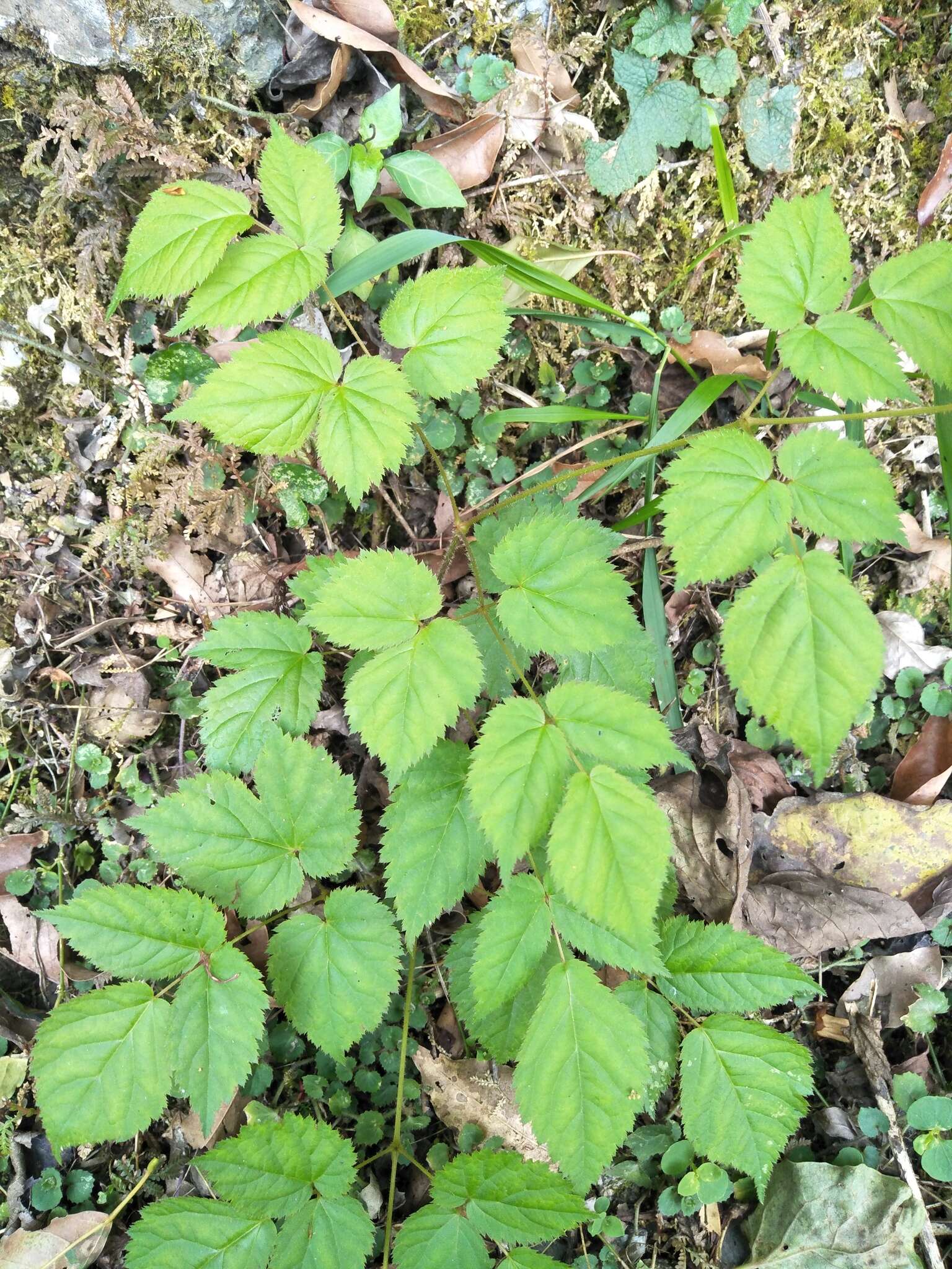 Image de Astilbe longicarpa (Hayata) Hayata