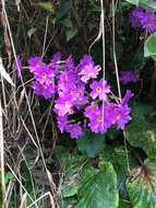 Image of Primula megaseifolia Boiss. & Bal. ex Boiss.