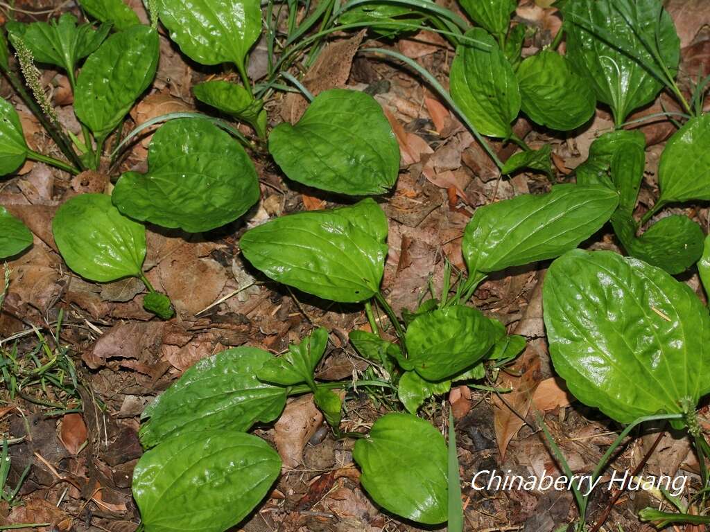 Image de Plantago asiatica L.