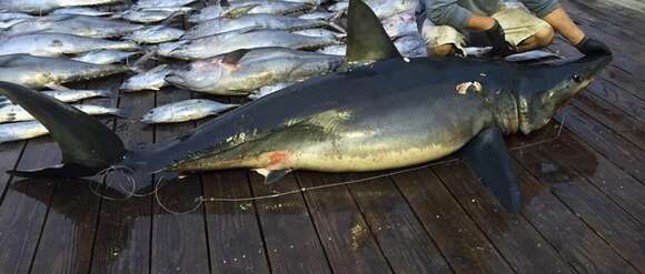 Image of mackerel sharks