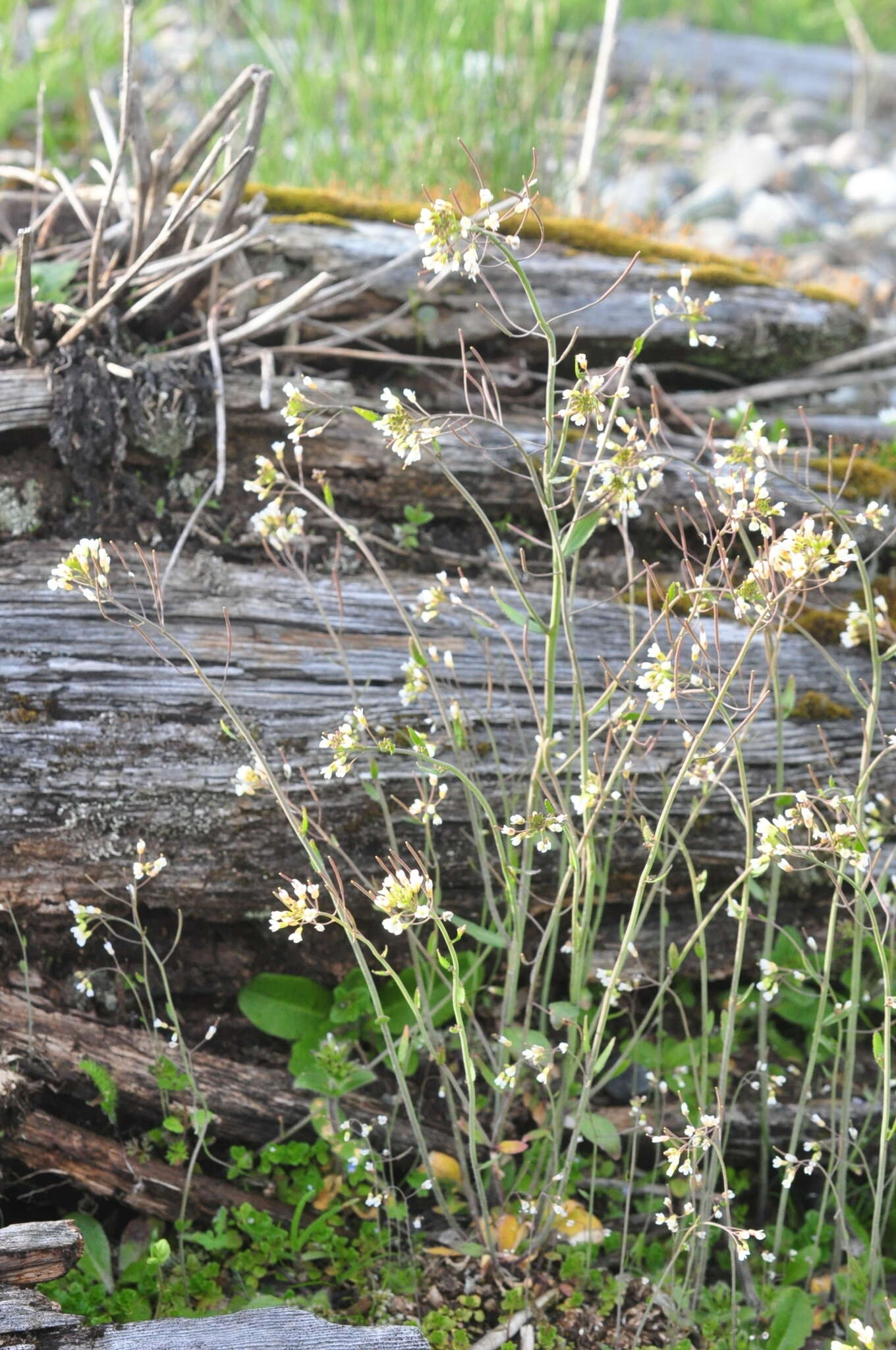 Image of Mouse-ear Cress