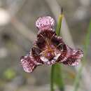 Tigridia bicolor Molseed resmi