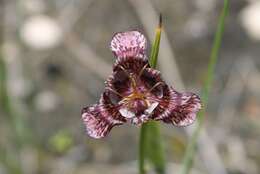 Image of Tigridia bicolor Molseed