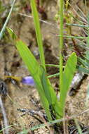 Image of Ixia contorta Goldblatt & J. C. Manning