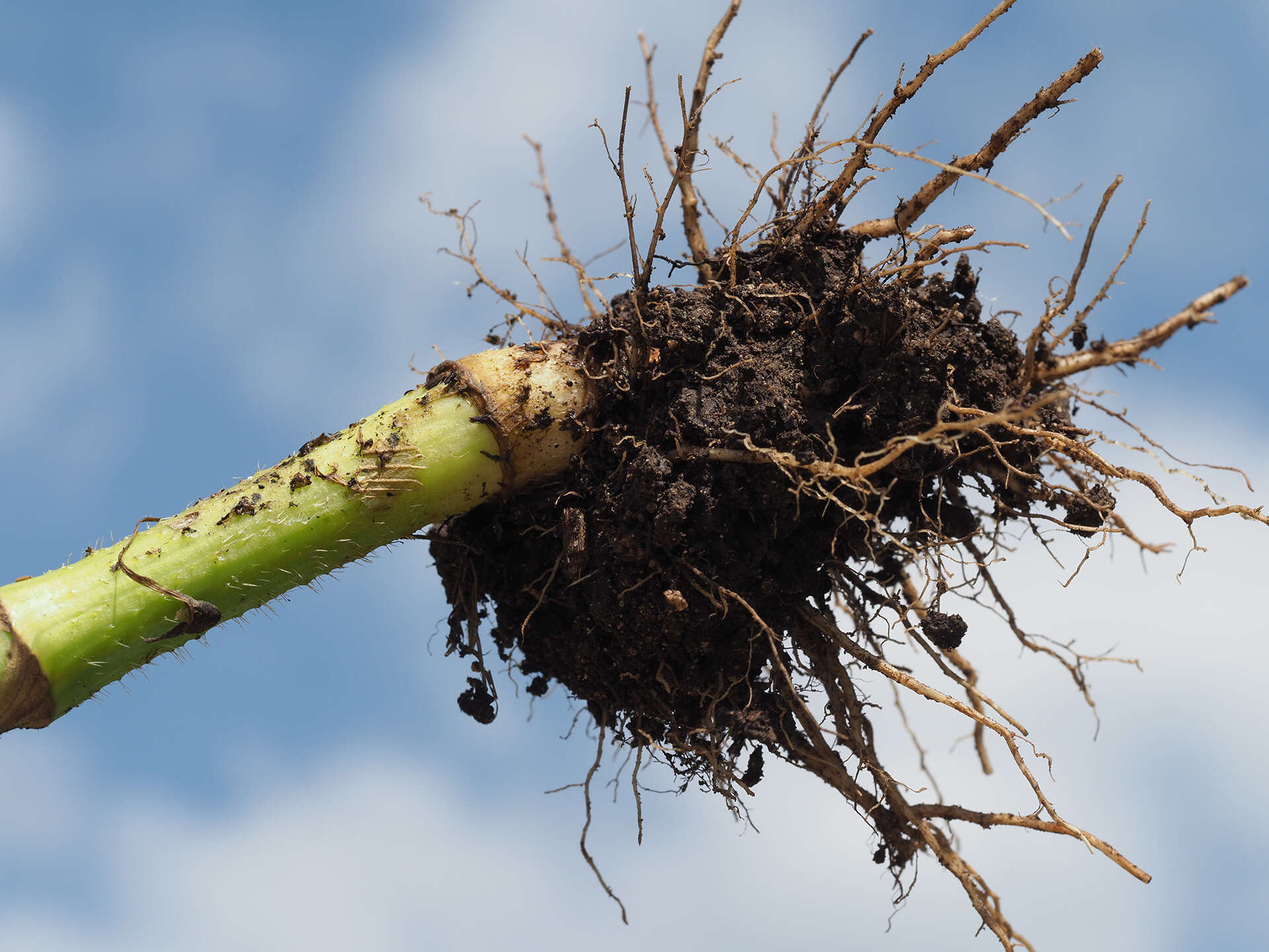 Image of bulbous chervil