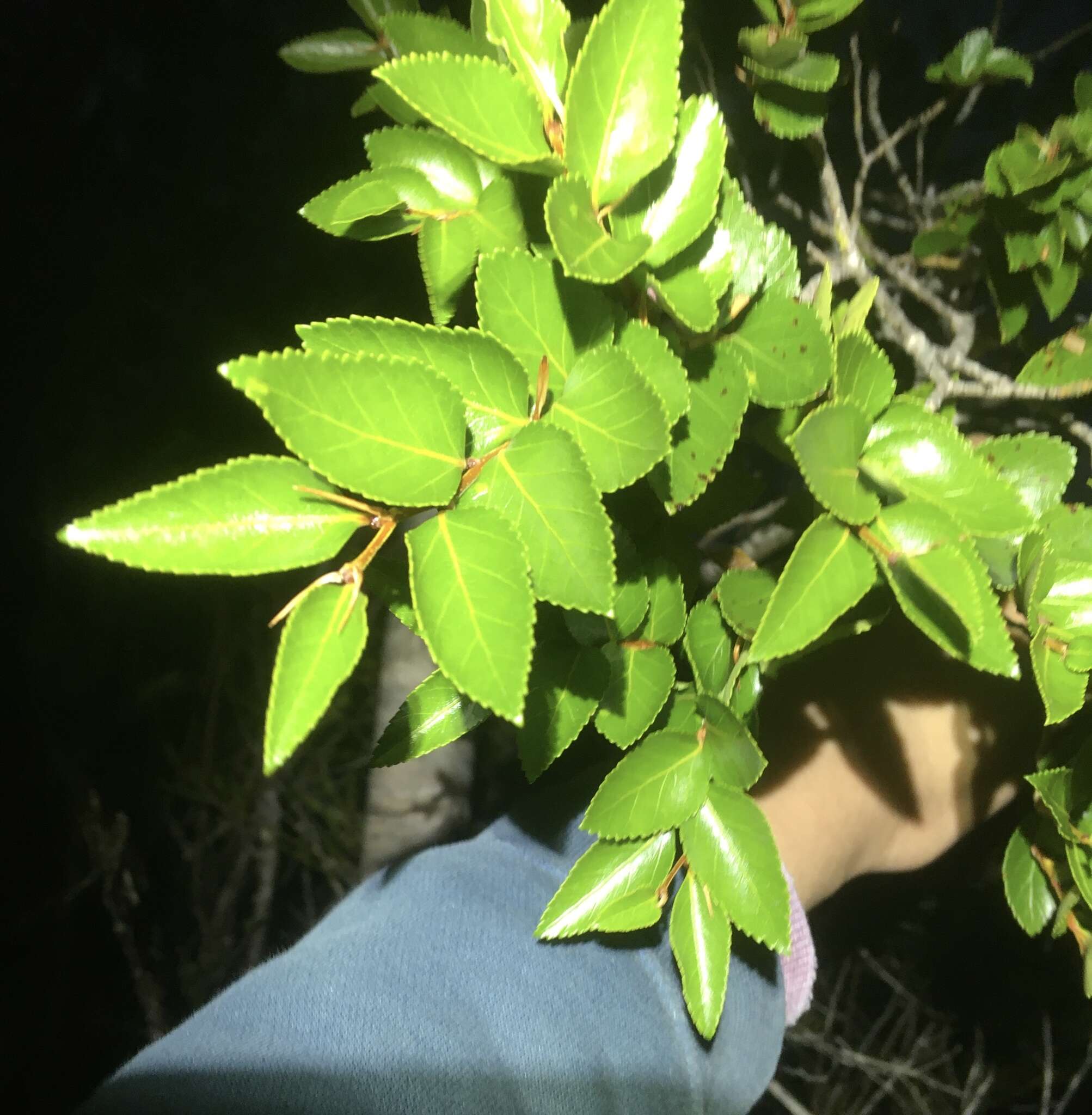 Image of Nothofagus nitida (Phil.) Krasser