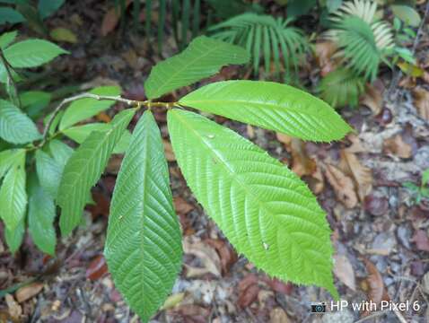 Image of Rinorea anguifera (Lour.) Kuntze