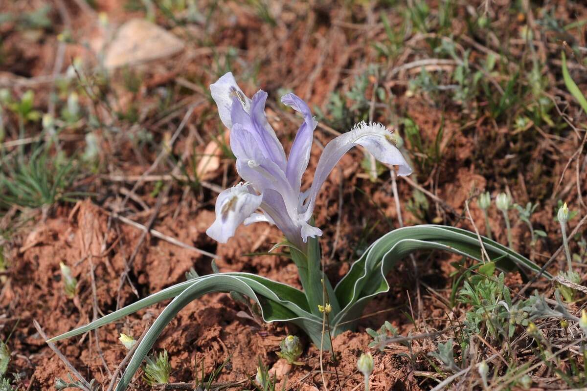 Image of Iris subdecolorata Vved.