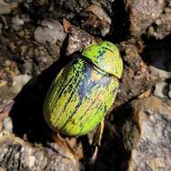 Image of Chrysina colima (Morón 1992)