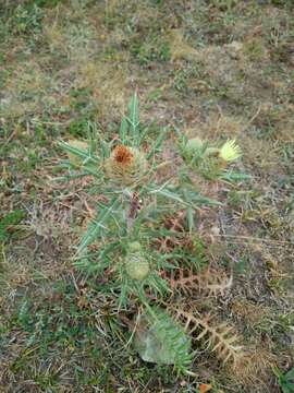 Image of Cirsium kosmelii (Adams) Fisch. ex Hohen.